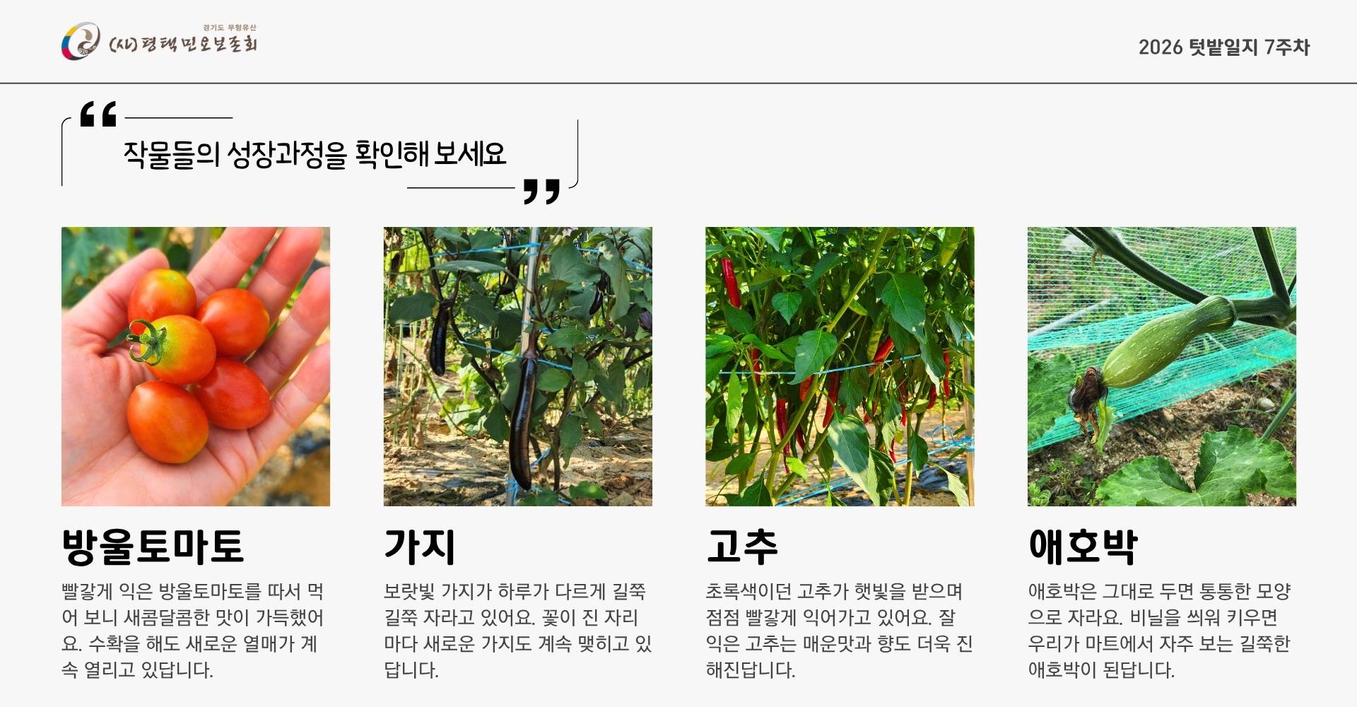 텃밭일지 7주차-1.jpg 텃밭일지 7주차-1.jpg