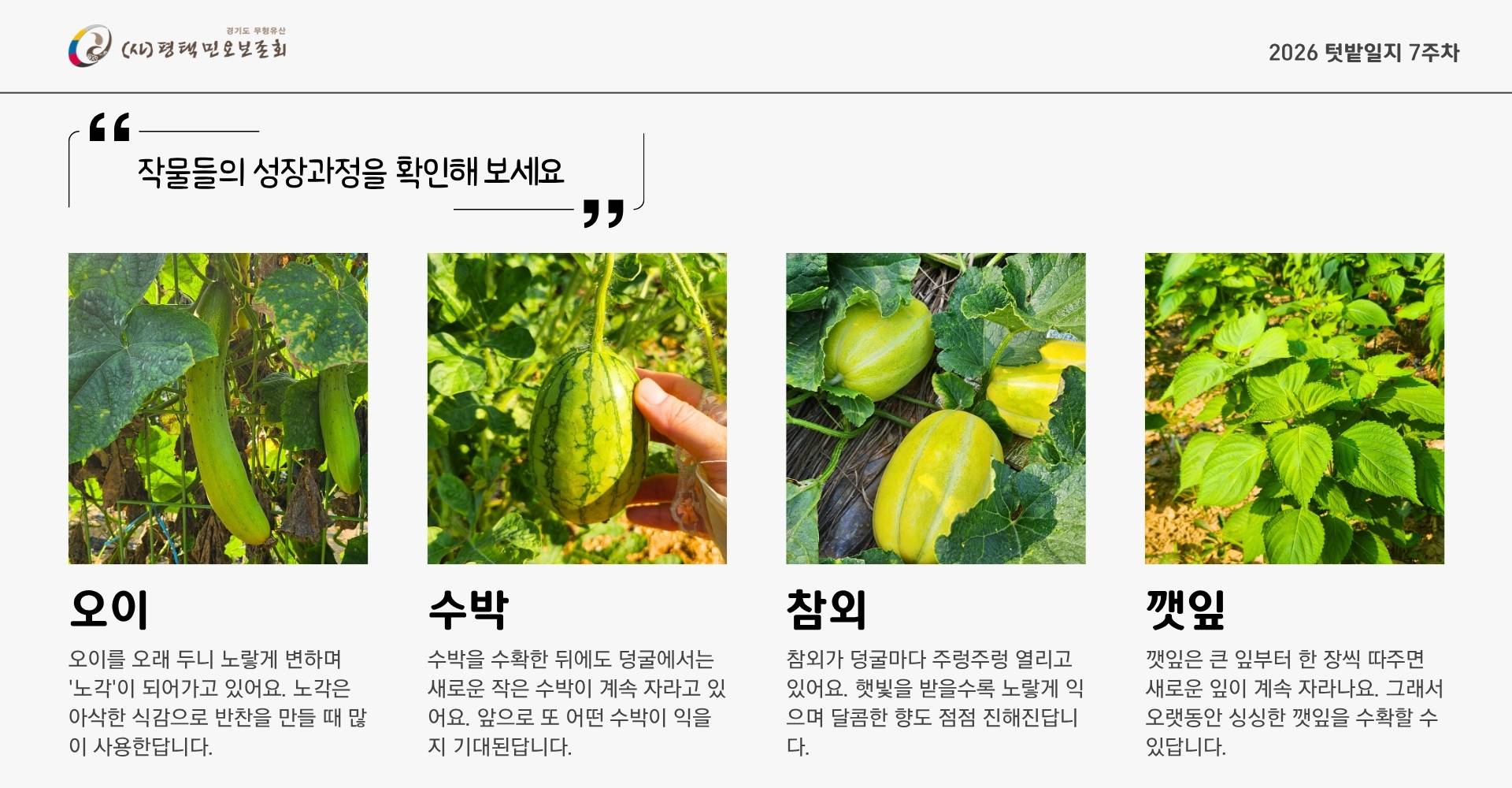 텃밭일지 7주차-2.jpg 텃밭일지 7주차-2.jpg