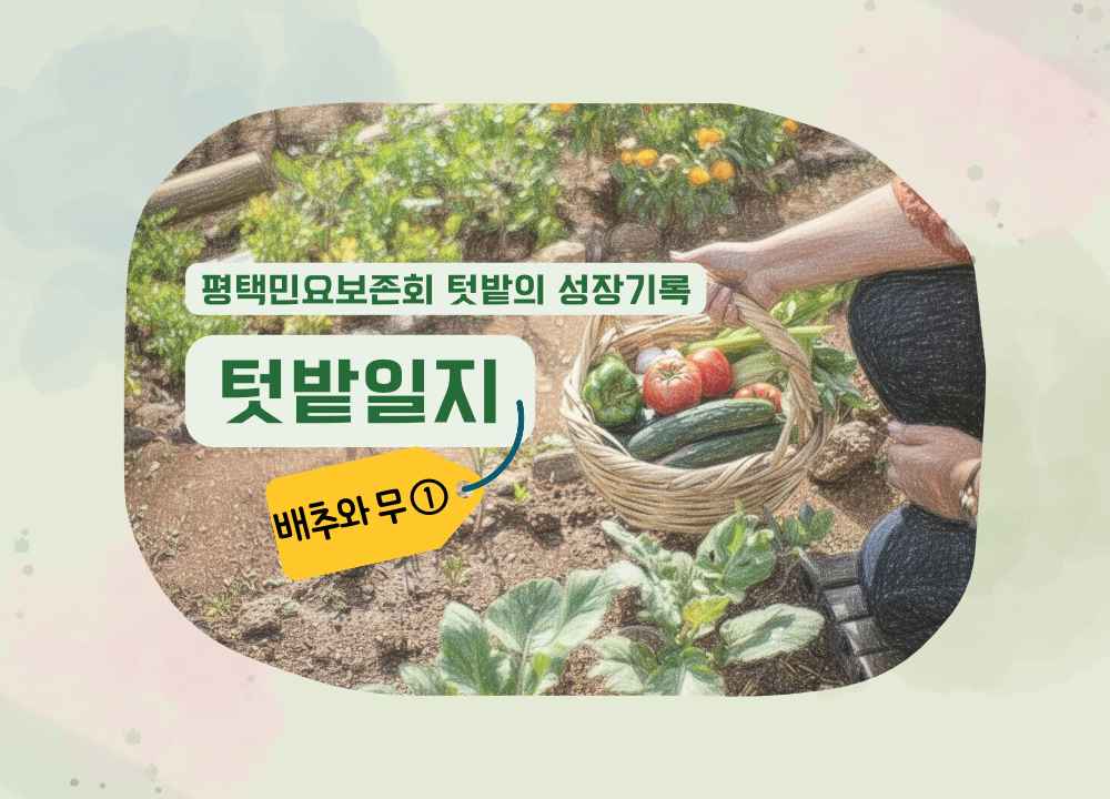 배추무1.jpg