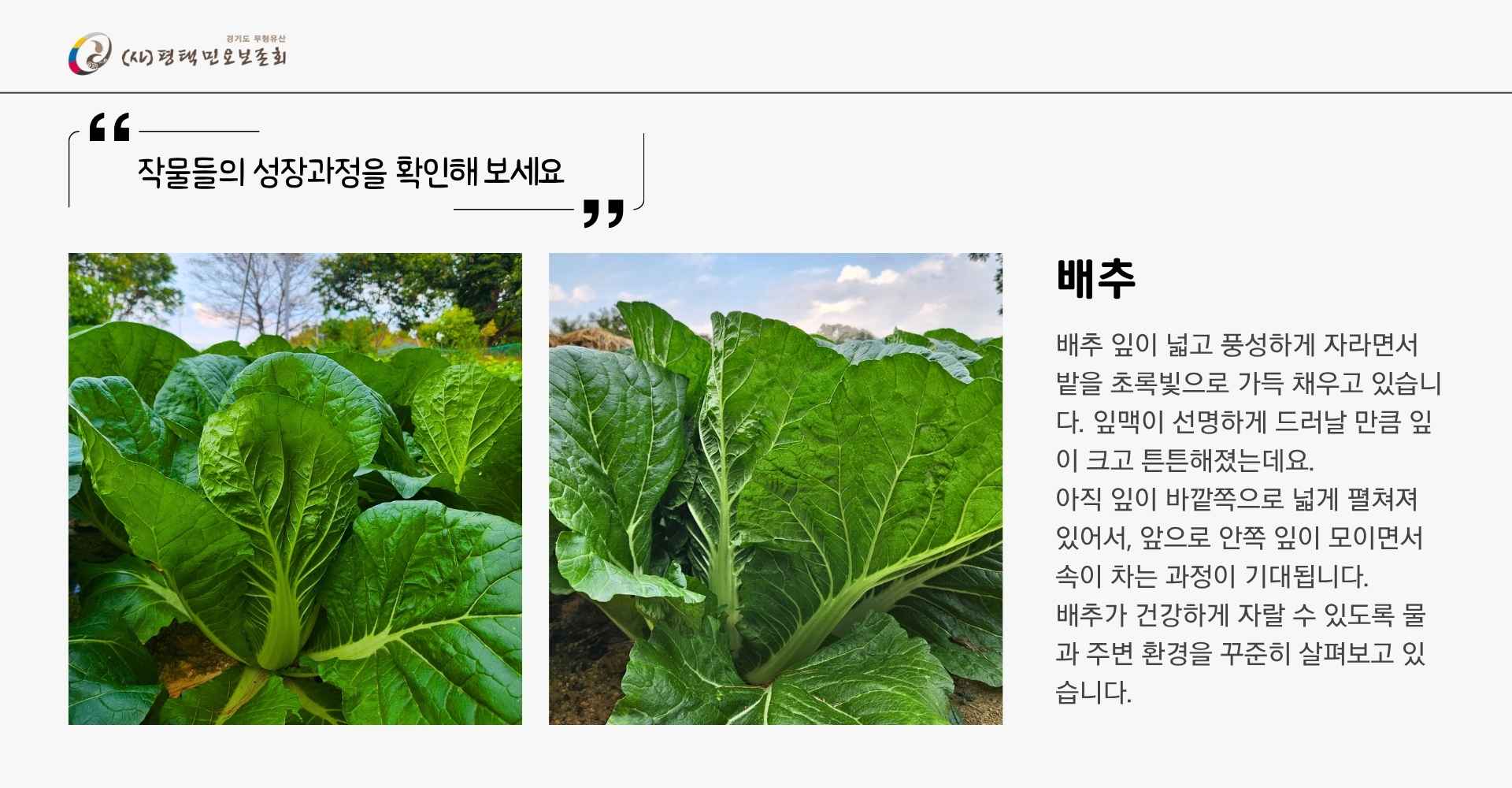 F479_텃밭일지 배추와무우 (1).jpg
