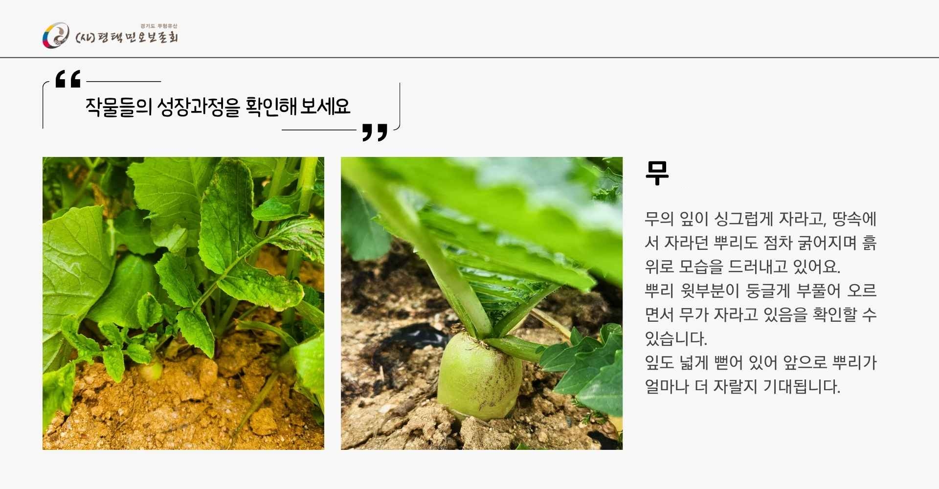 F480_텃밭일지 배추와무우.jpg
