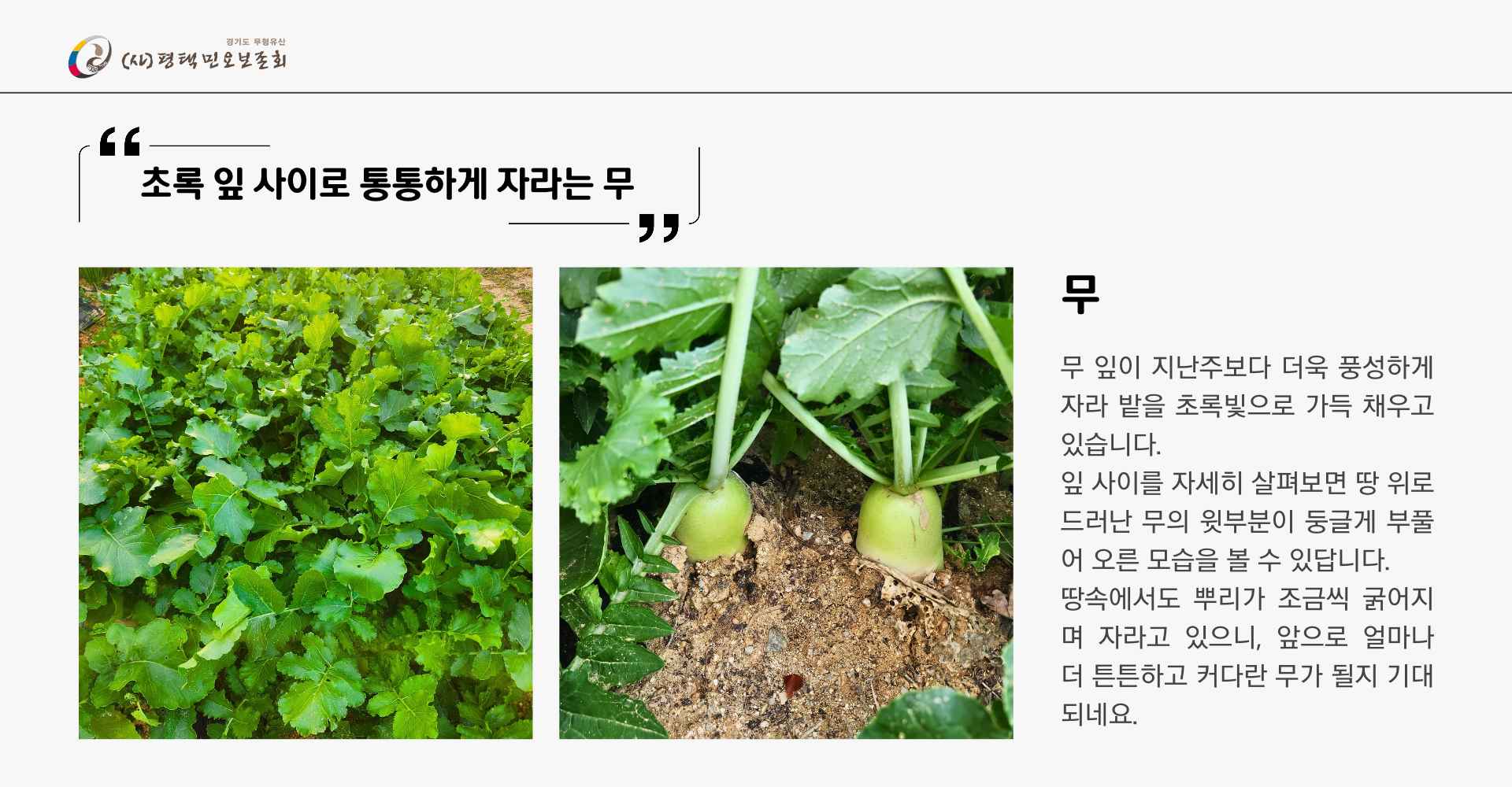 텃밭일지 4주차.jpg